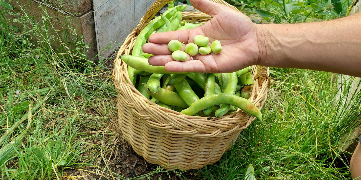 Basket of broad beans